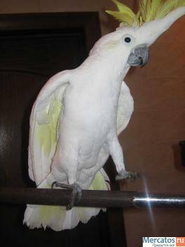 большие и средние попугаи 5