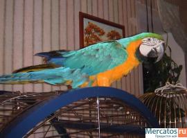 большие и средние попугаи 6