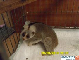 большие и средние попугаи 7