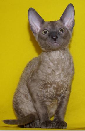 Котята корниш рекс