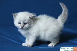 Продаю котят невских маскарадных 3