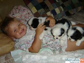 Щенки японского хина