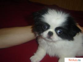 продам щенка японского хина