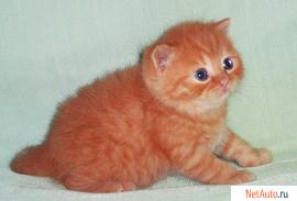 Британские котята - качество и красота