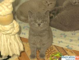 Британские и вислоухие котята