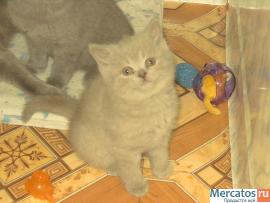 Британские и вислоухие котята 2