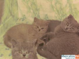 Британские и вислоухие котята 3