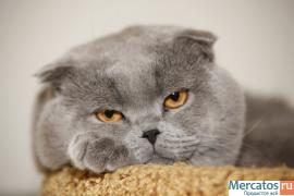 Британские и вислоухие котята 4