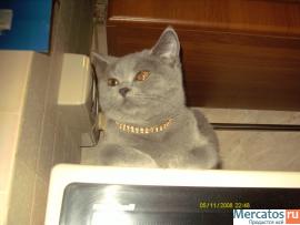 Британские и вислоухие котята 5