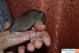 Ручные Крысята разного окраса . 2
