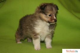 щенок шелти
