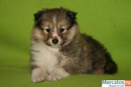 щенок шелти 2