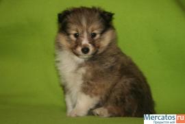 щенок шелти 3