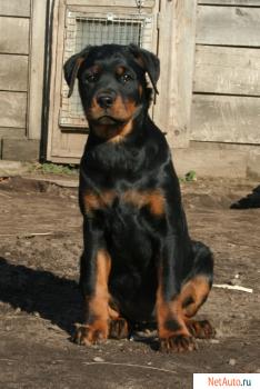 щенок ротвейлера