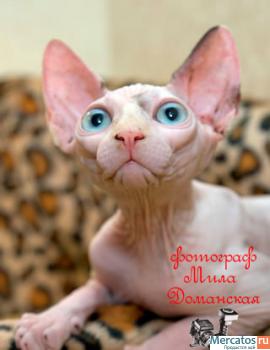 Канадские сфинксы-девочки из питомника "Селенасфинкс" к продаже