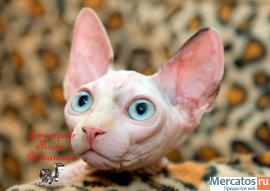 Канадские сфинксы-девочки из питомника "Селенасфинкс" к продаже 2