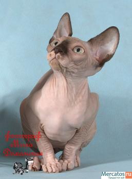 Канадские сфинксы-девочки из питомника "Селенасфинкс" к продаже 3