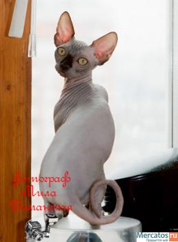 Канадские сфинксы-девочки из питомника "Селенасфинкс" к продаже 4