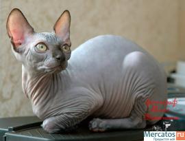 Канадские сфинксы-девочки из питомника "Селенасфинкс" к продаже 5