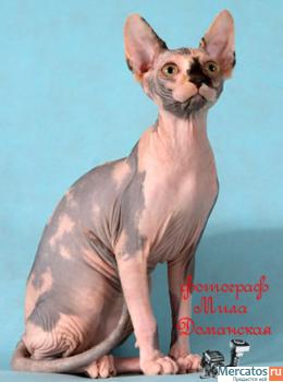 Канадские сфинксы-девочки из питомника "Селенасфинкс" к продаже 6
