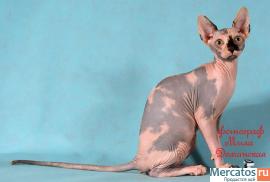 Канадские сфинксы-девочки из питомника "Селенасфинкс" к продаже 7