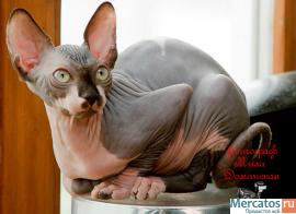 Канадские сфинксы-девочки из питомника "Селенасфинкс" к продаже 8
