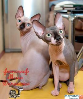 Канадские сфинксы-девочки из питомника "Селенасфинкс" к продаже 9