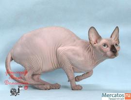 Канадские сфинксы-девочки из питомника "Селенасфинкс" к продаже 10
