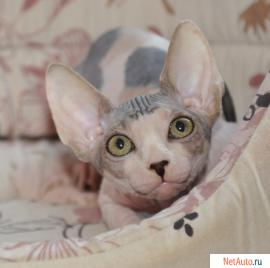 Котята канадского сфинкса