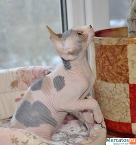 Котята канадского сфинкса 2