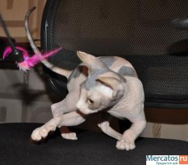 Котята канадского сфинкса 3