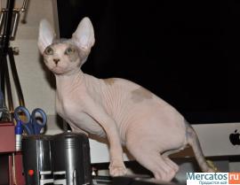 Котята канадского сфинкса 4