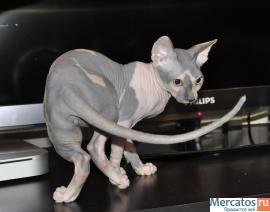 Котята канадского сфинкса 5