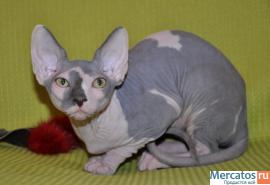 Котята канадского сфинкса 7
