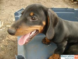 Щенки таксы стандартной гладкой