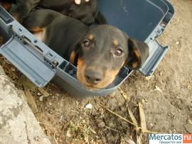 Щенки таксы стандартной гладкой 2