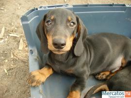 Щенки таксы стандартной гладкой 3