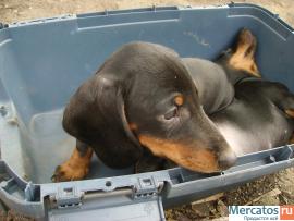 Щенки таксы стандартной гладкой 4