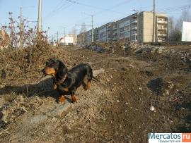 Щенки таксы стандартной гладкой 5