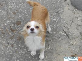 Очень красивые щенки!