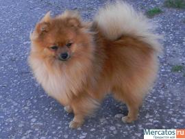 Очень красивые щенки! 2