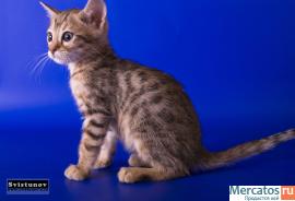 Бенгальские котята из питомника!