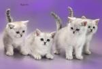Продам британского котенка - серебристая шиншилла