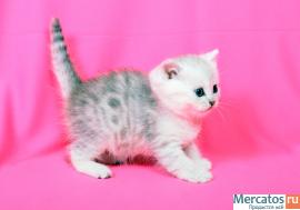 Продам британского котенка - серебристая шиншилла 3