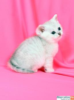 Продам британского котенка - серебристая шиншилла 4
