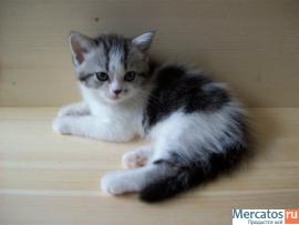 МРАМОРНЫЕ ШОТЛАНДСКИЕ КОТЯТА 2