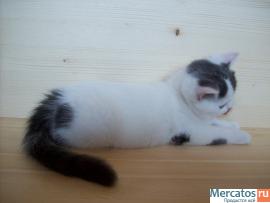 МРАМОРНЫЕ ШОТЛАНДСКИЕ КОТЯТА 3