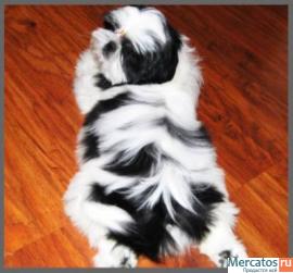 мальчик ши-тцу