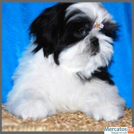 мальчик ши-тцу 2