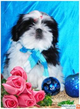 щенки ши-тцу